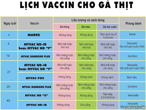 Phương pháp sử dụng vaccine + Lịch vaccine cho gà