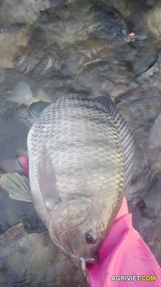 10884663_568452139957067_418880667_n-jpg.3173