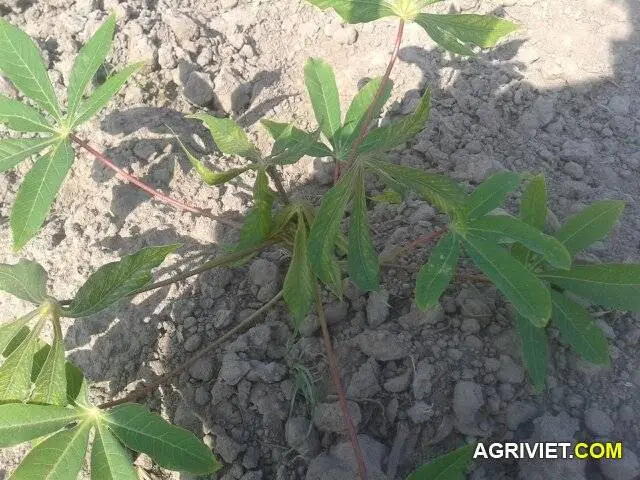 20150121_145150-jpg.3512