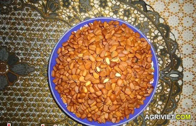 Giống Thông nào có thể ăn hạt