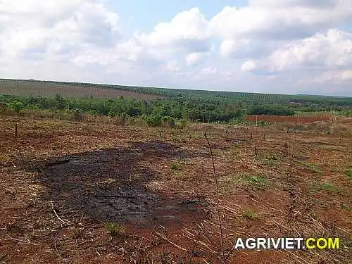 Có đất canh tác, tìm nhà đầu tư