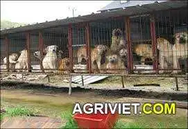 trai-cho-q-jpeg.1427