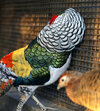 lady-amherst-s-pheasant-mating-displays-beautiful-feathers-63936414.jpg
