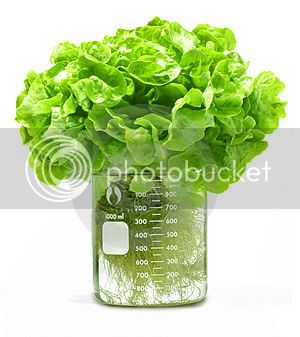 hydroponic-lettuce-in-beaker-thumb3.jpg