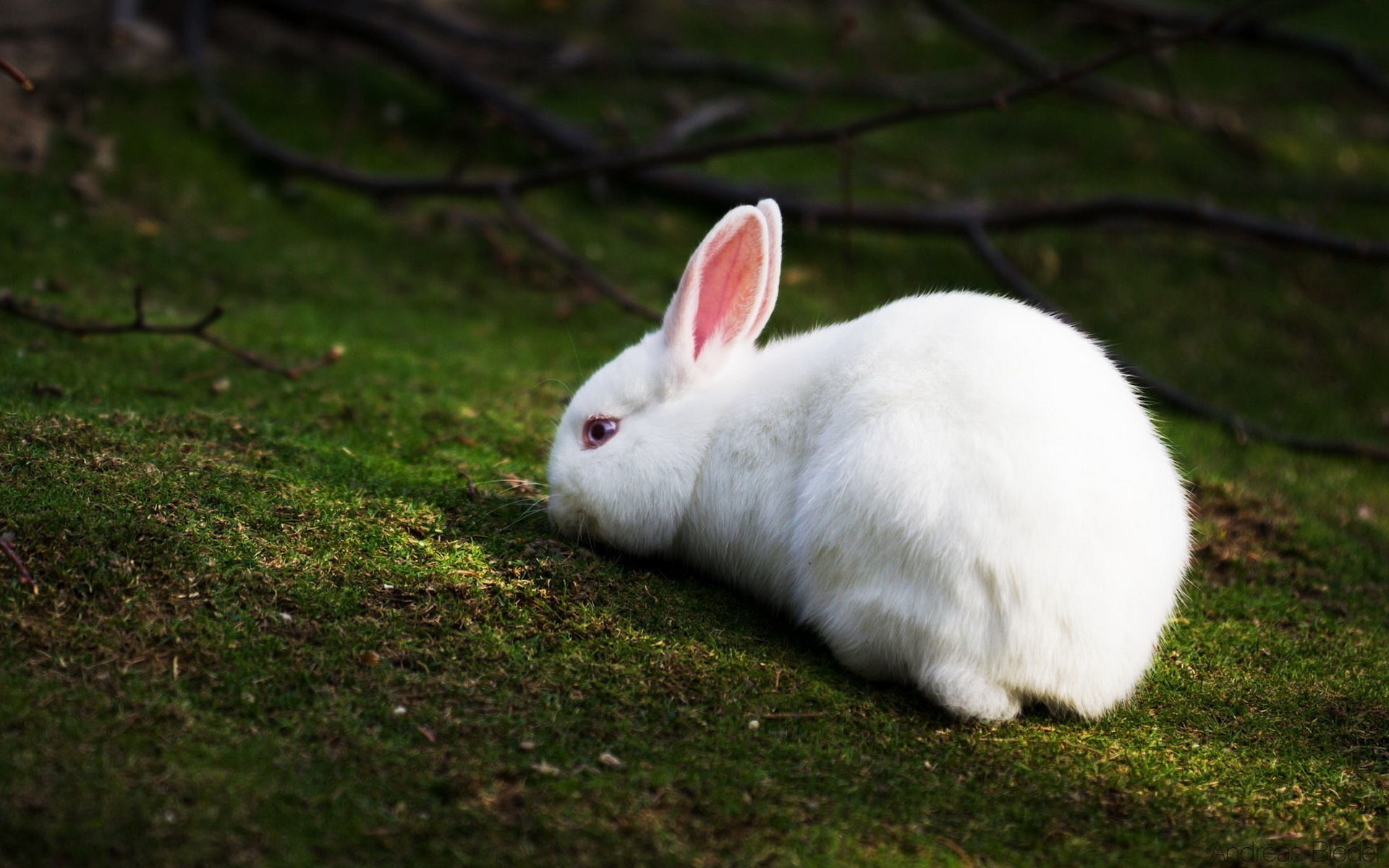 Animals_Hares_and_rabbits_White_Rabbit_031227_.jpg