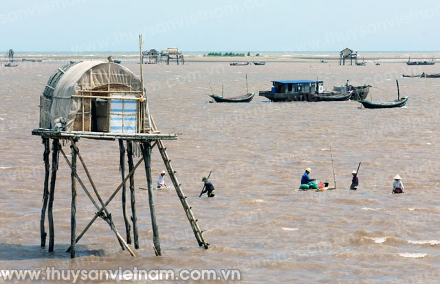 Nam Định: Tổng diện tích nuôi thủy sản của huyện Hải Hậu đạt 2.280 ha