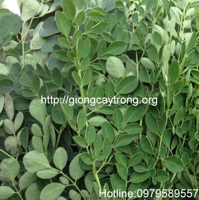 rau-chum-nga-moringa.jpg