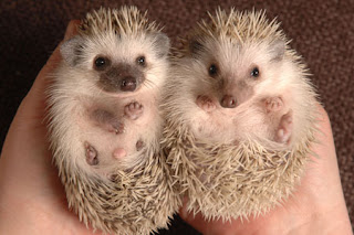 Hedgehog-Erinaceus-europaeus-tiny.jpg