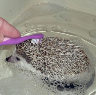 hedgehog-bath_001_1.jpg