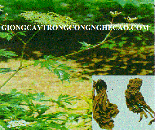 cay-duong-quy2.gif