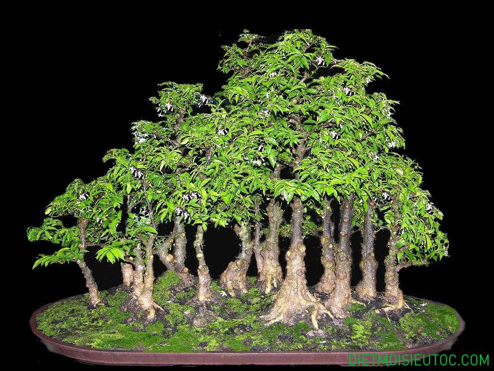 bonsai-dang-rung_6.jpg