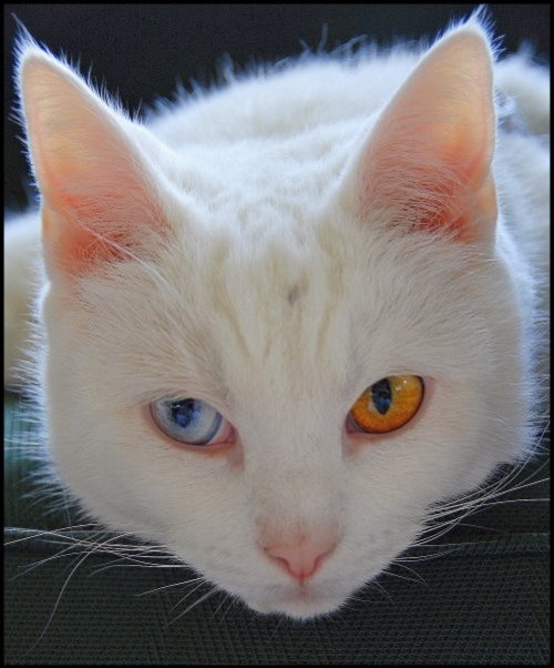 albino-cat-cute-ears-eyes-heterochromia-Favim.com-78884.jpg