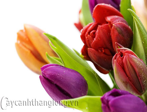 tulip_6%281%29.jpg