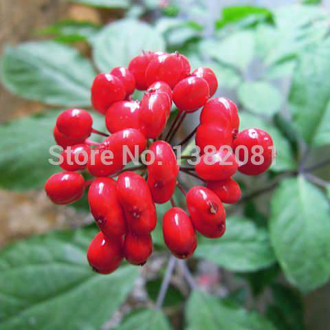 Vegetables-and-fruit-seeds-herbal-ginseng-seeds-white-seed-american-ginseng-Bonsai-plants-Seeds-for-home.jpg