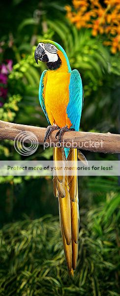 244px-Blue-and-Yellow-Macaw.jpg