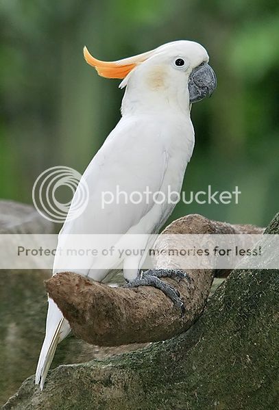 Citron-crestedCockatoo.jpg