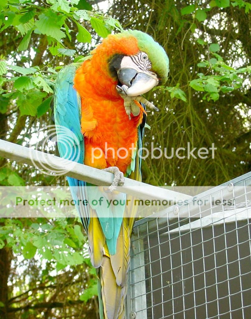 catalina-macaw-11.jpg