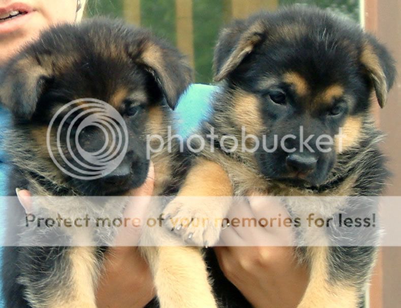 german-shepherd-puppies-7-weeks_zpsa8045e48.jpg