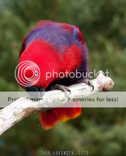 Eclectusparrotfemale-1000usd.jpg