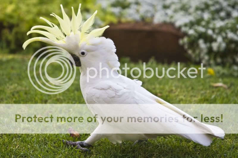 SulphurCrestedCockatoo.jpg