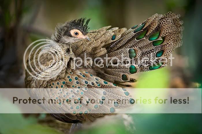 090212_053204250_Borneo-Peacock-Pheasant_1.jpg