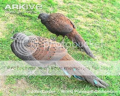 Mountain-peacock-pheasant-pair.jpg