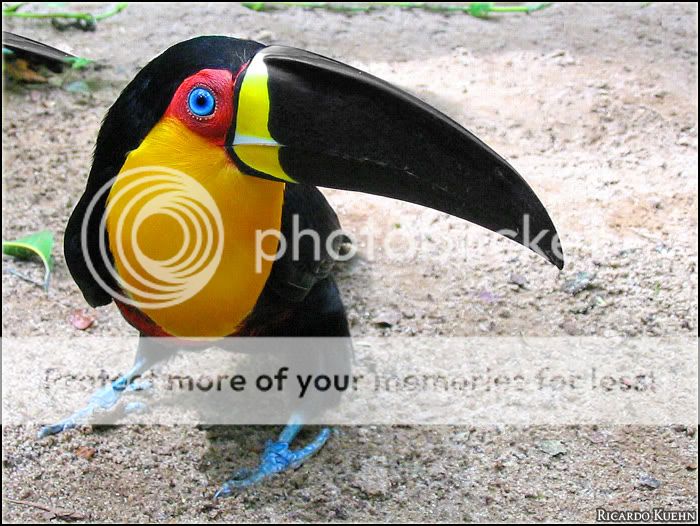 channel-billed_toucan-Copy.jpg