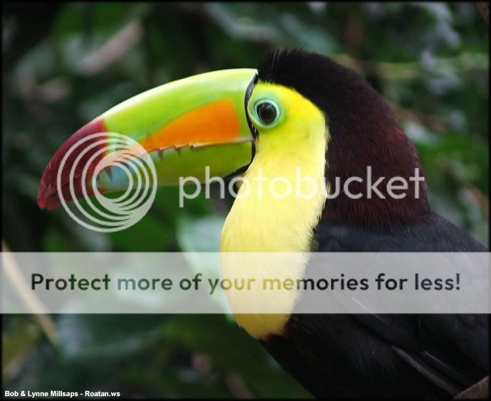 keel-billed-toucan-Copy.jpg
