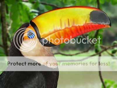 toucan-birds-with-large-colourful-bills.jpg