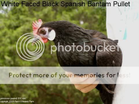 white_faced_black_spanish-4.jpg
