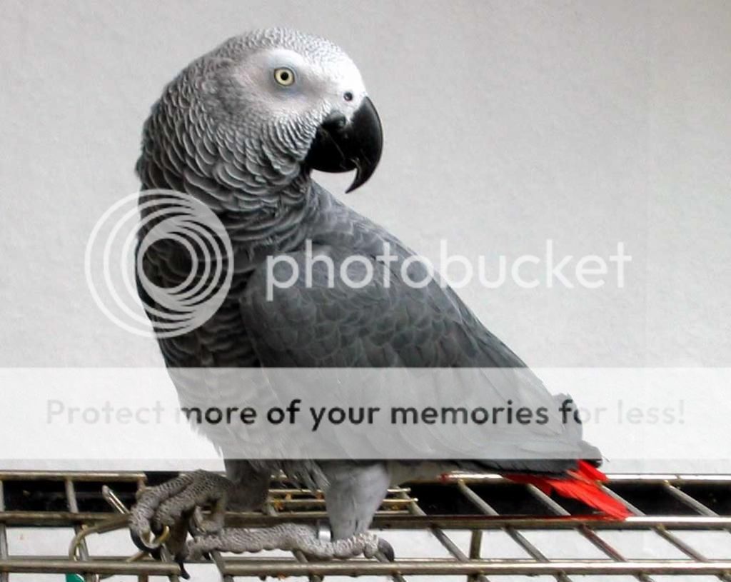 african-grey-parrots-for-sale.jpg