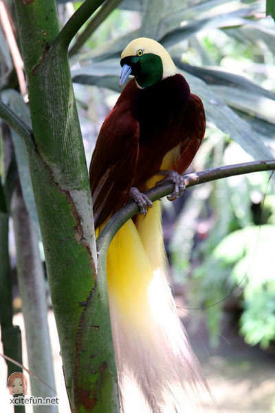 38400,xcitefun-birds-of-paradise-paradisaeidae.jpg