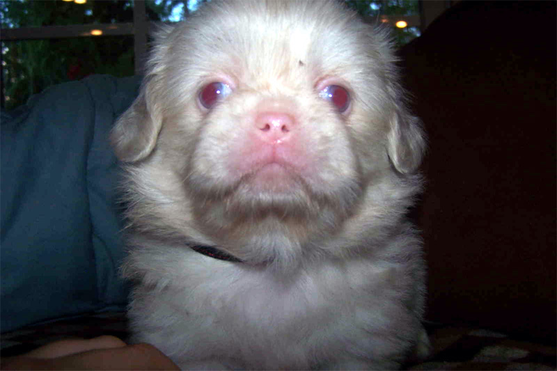 albino-dog-5.jpg