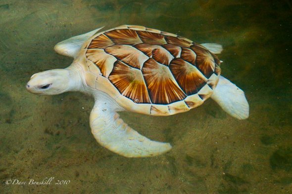 SriLanka-Kosgoda-Turtle-Hatchery06810Feb-10.jpg