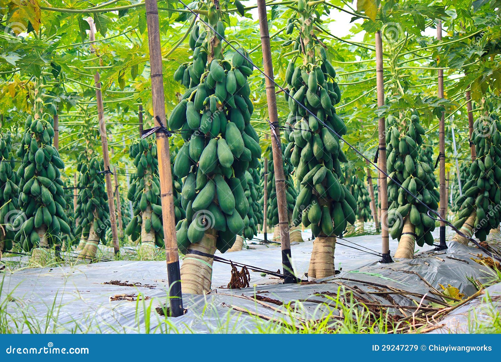 cultivation-papaya-29247279.jpg