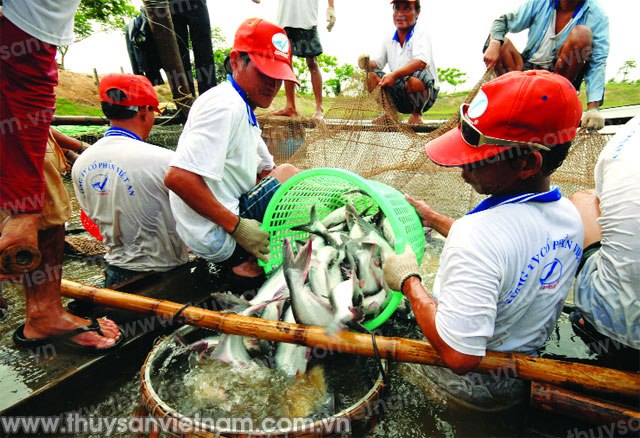 Thấy gì từ nuôi cá tra ở Indonesia?