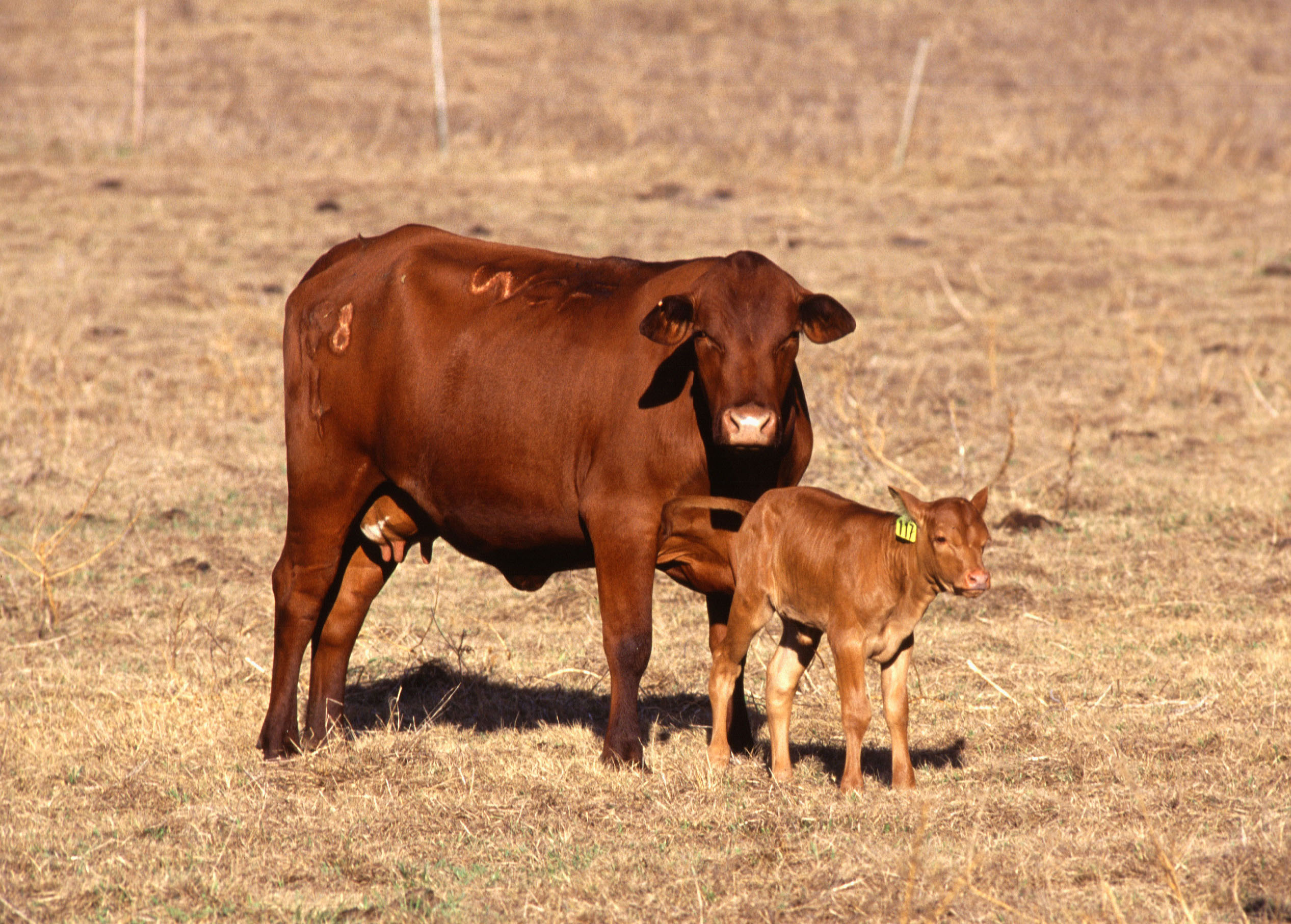 Cow_with_calf.jpg