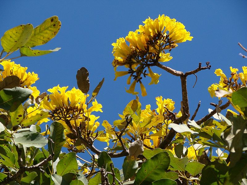 800px-Tabebuia_aurea_flowers_2.jpg