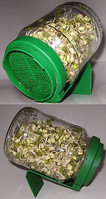 220px-Sprouting_mung_beans_in_a_jar.jpg