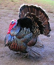 225px-Male_north_american_turkey_supersaturated.jpg