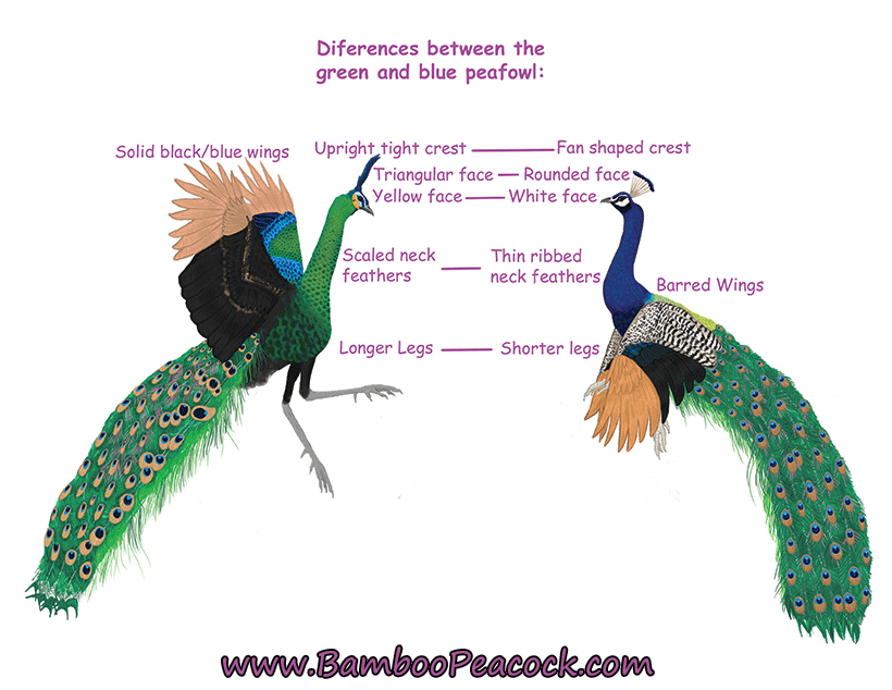 Green-and-blue-peafowl-differences.jpg