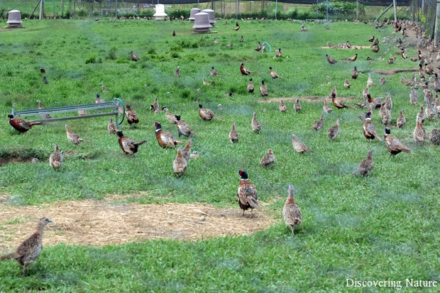 pheasant-farm.jpg