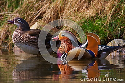swimming-mandarin-ducks-thumb9182369.jpg