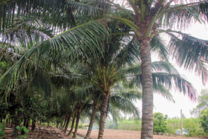 Cây dừa trồng công trình