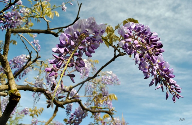 wisteria-2013-131.jpg