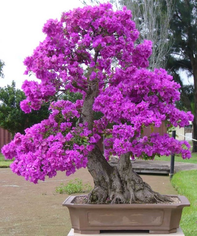 cây hoa giấy bonsai 5