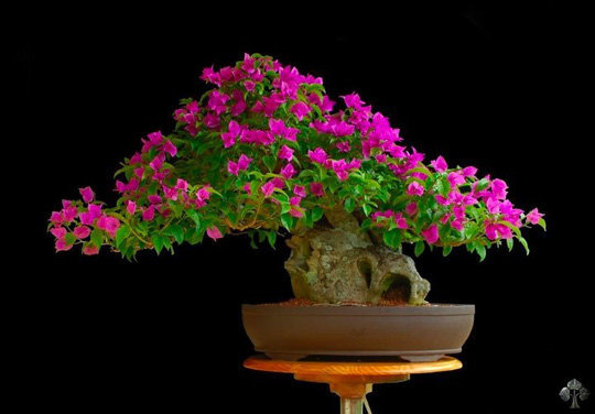 cây hoa giấy bonsai 7