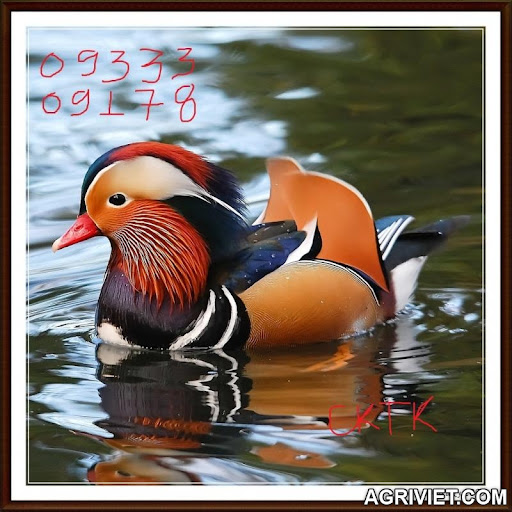 Agriviet.Com-6-mandarin_ducks_1..jpg