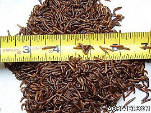 Agriviet.Com-minimealworms.jpg