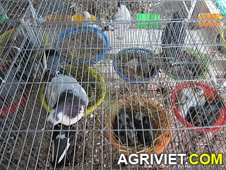 Agriviet.Com-IMG_0031.JPG